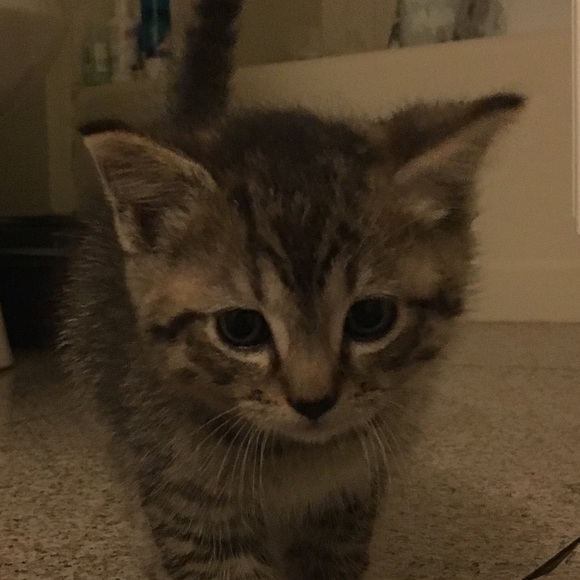 Meet your Posher, Steven - Picture 1 of 1